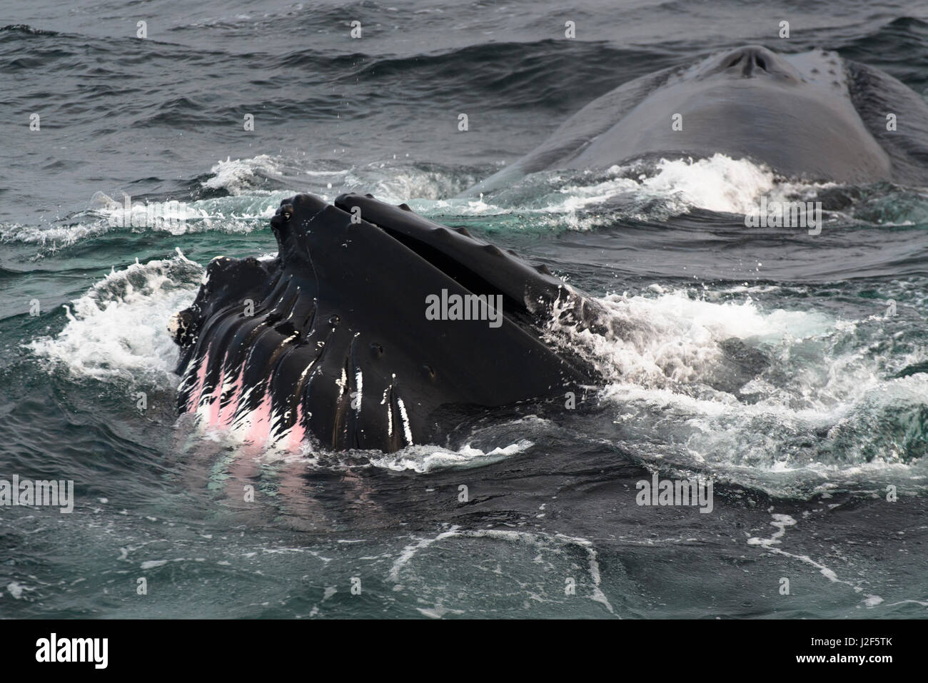 Humpback whales (Megaptera novaeangliae) near Svalbard Stock Photo