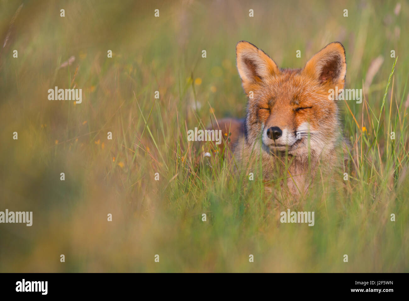 fox in Dutch dune landscape during summer Stock Photo