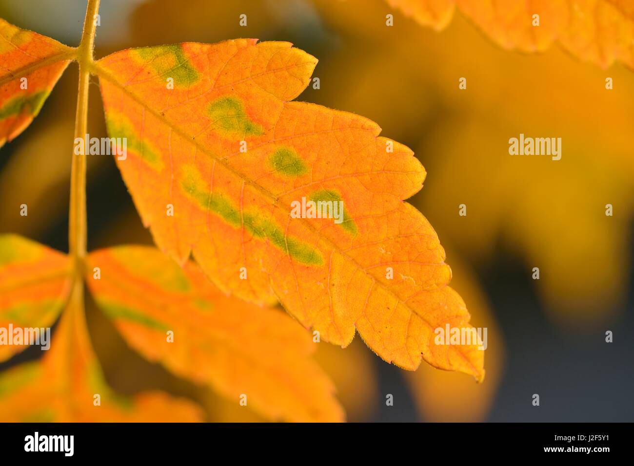 Golden-Rain tree in autumn colors Stock Photo