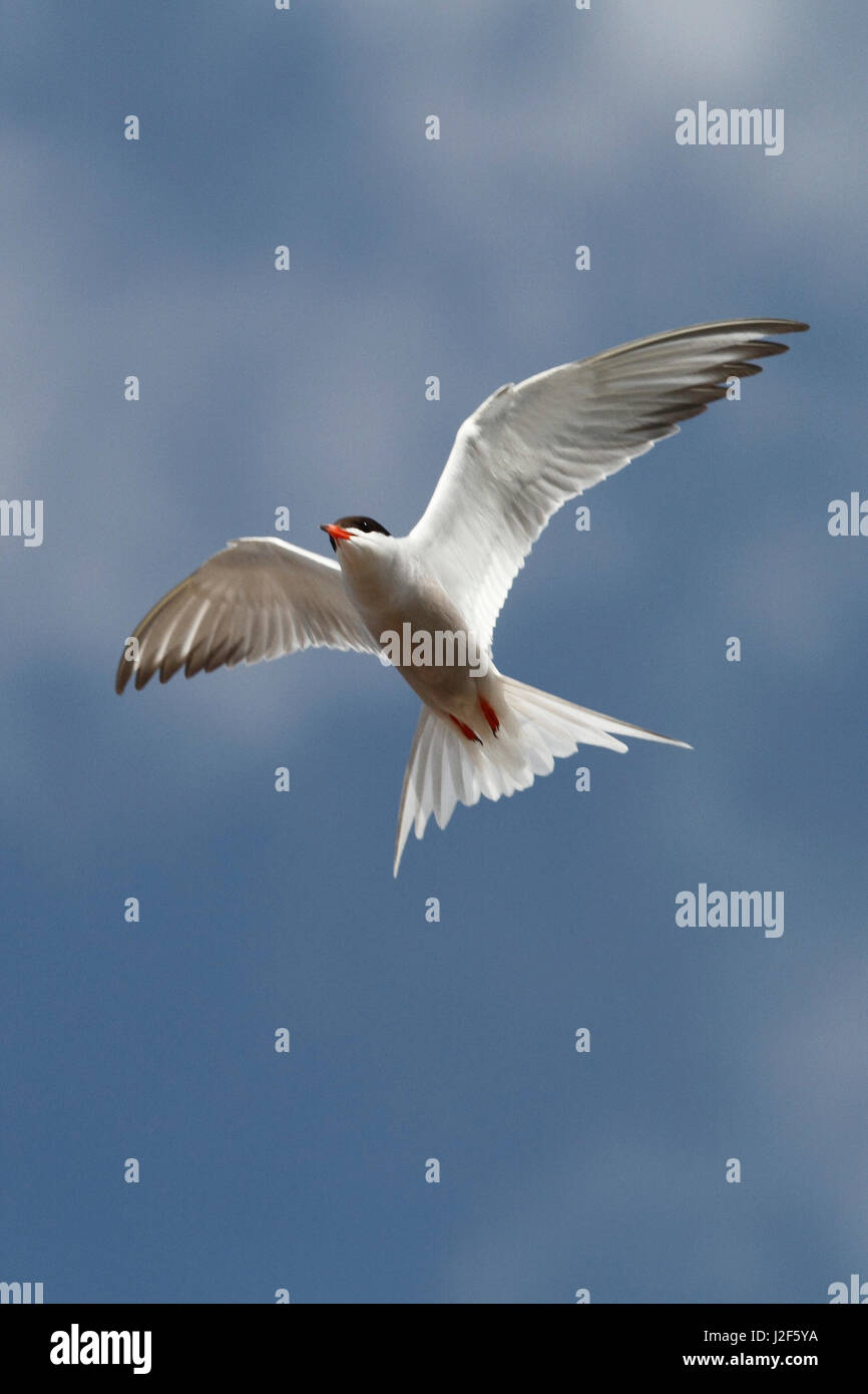 Common tern in flight at the waddensea Stock Photo