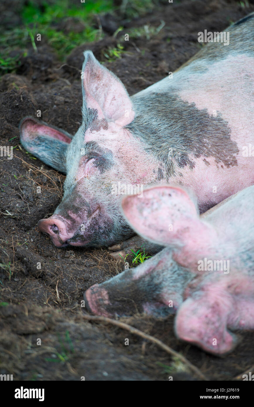 freerange pigs sleeping Stock Photo