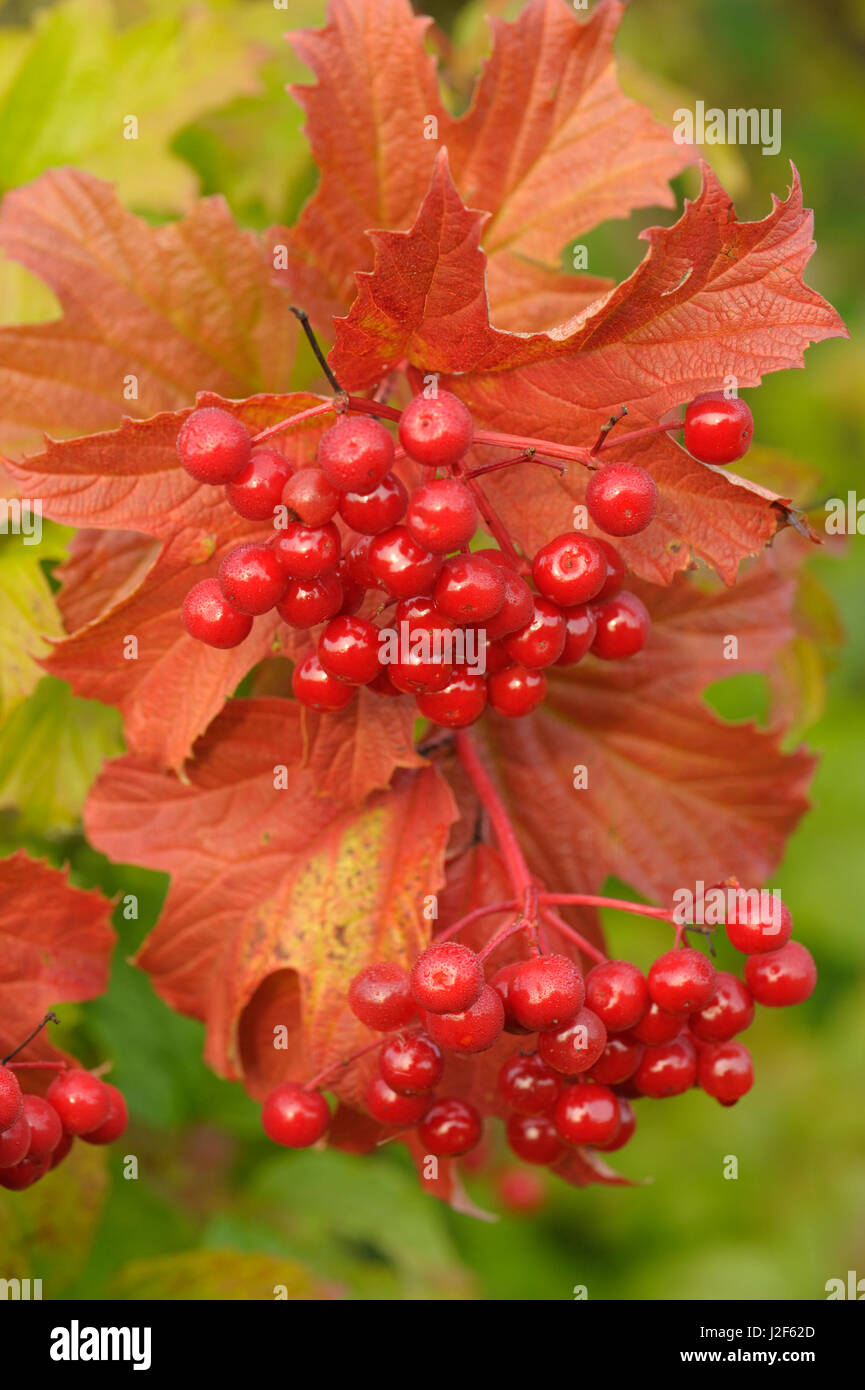 berries of guelderrose Stock Photo Alamy