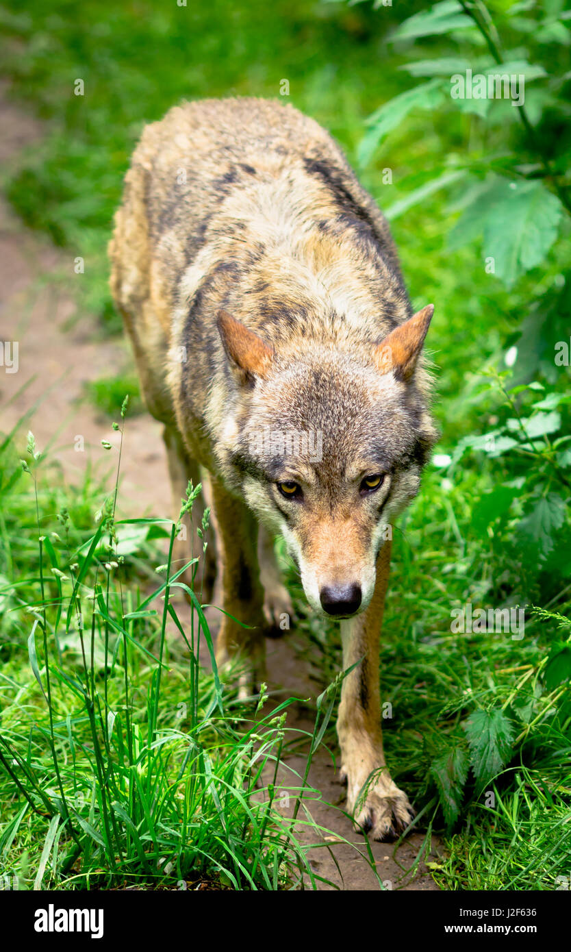 Wolf running in forest  Stock Photo