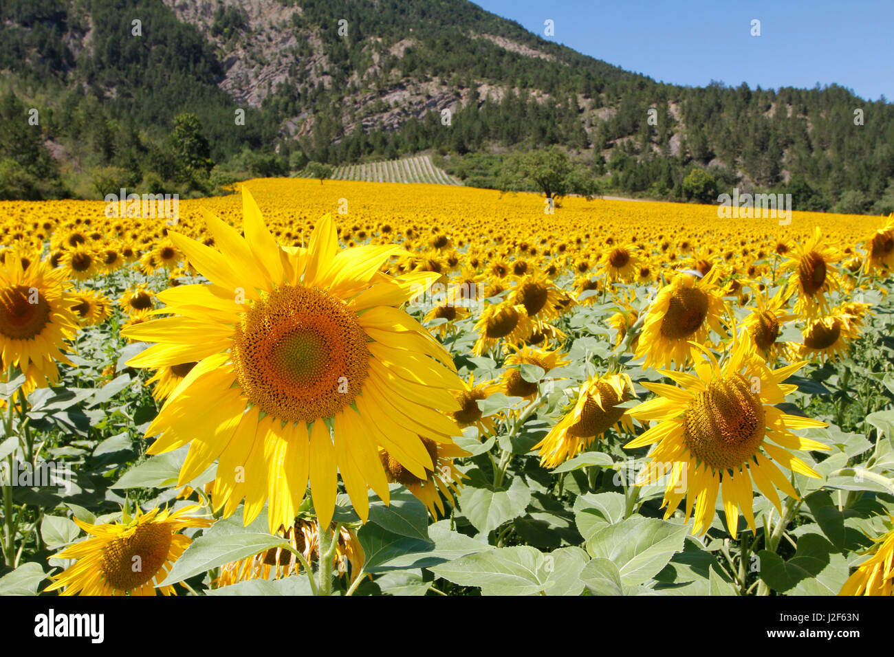 A field with sunflowers in the Drome, France Stock Photo
