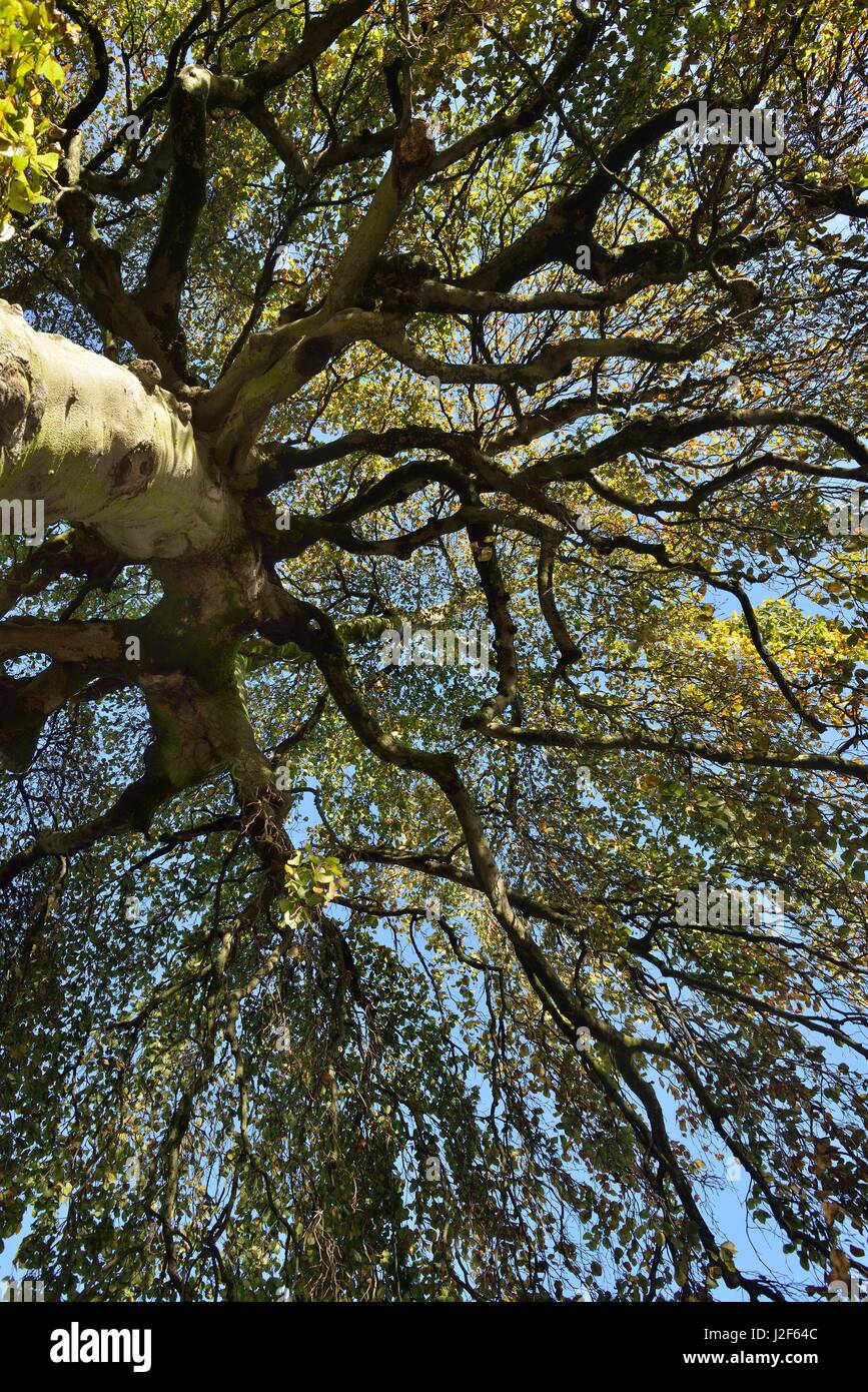 Weeping Beech in autumn Stock Photo