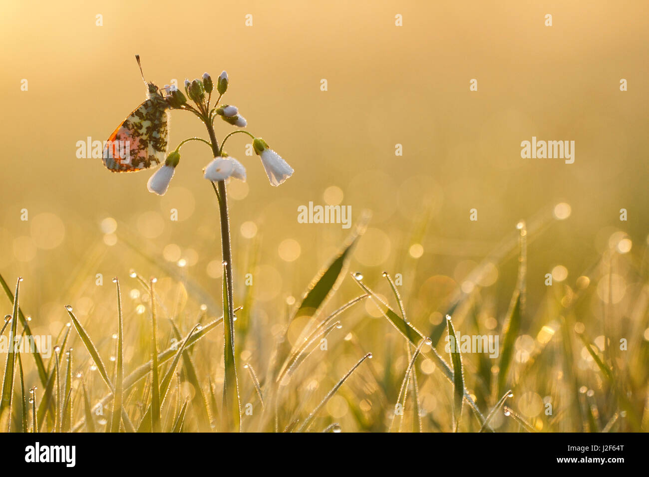 Orange Tip (Anthocharis cardamines) on Cardamine pratensis Stock Photo