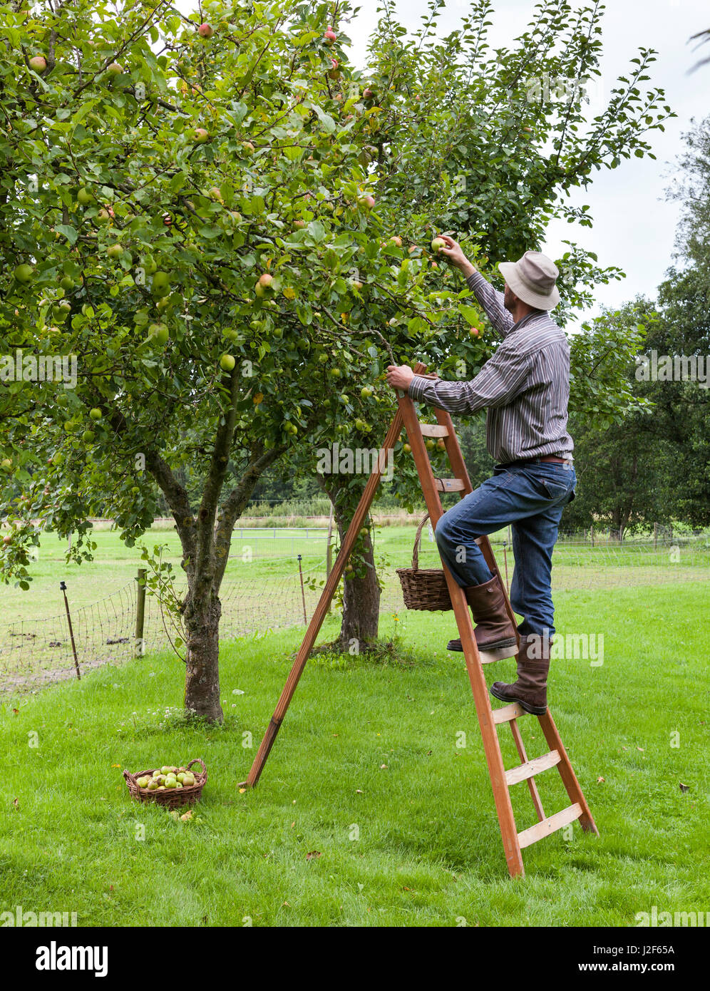 Man on ladder picking apples Stock Photo