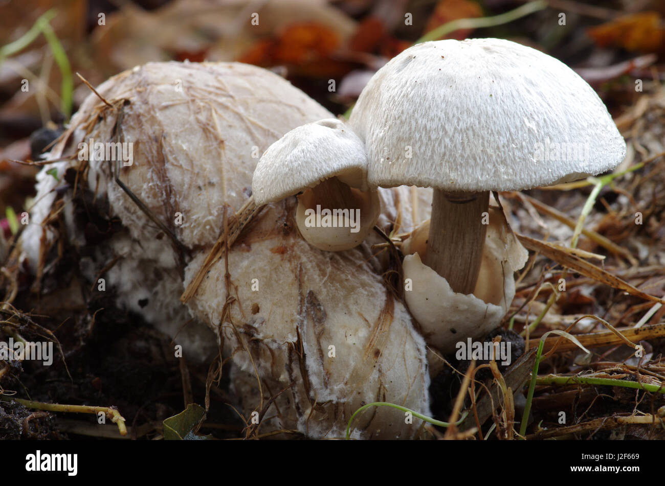 A piggyback rosegill is a parasite fungus, which mainly grows on clouded agarics Stock Photo
