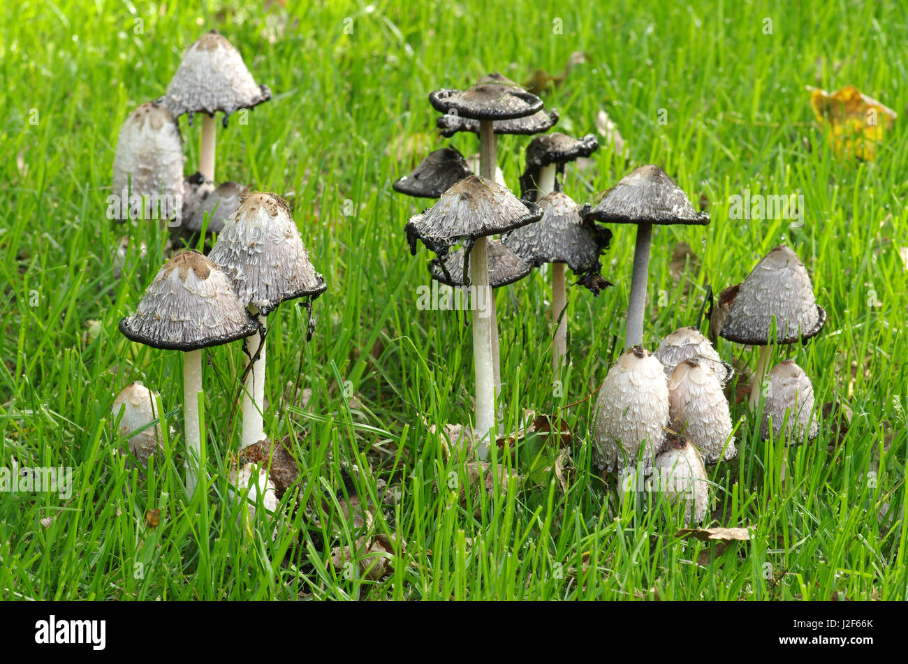 Group of Shaggy Manes (Coprinus comatus) in a field Stock Photo