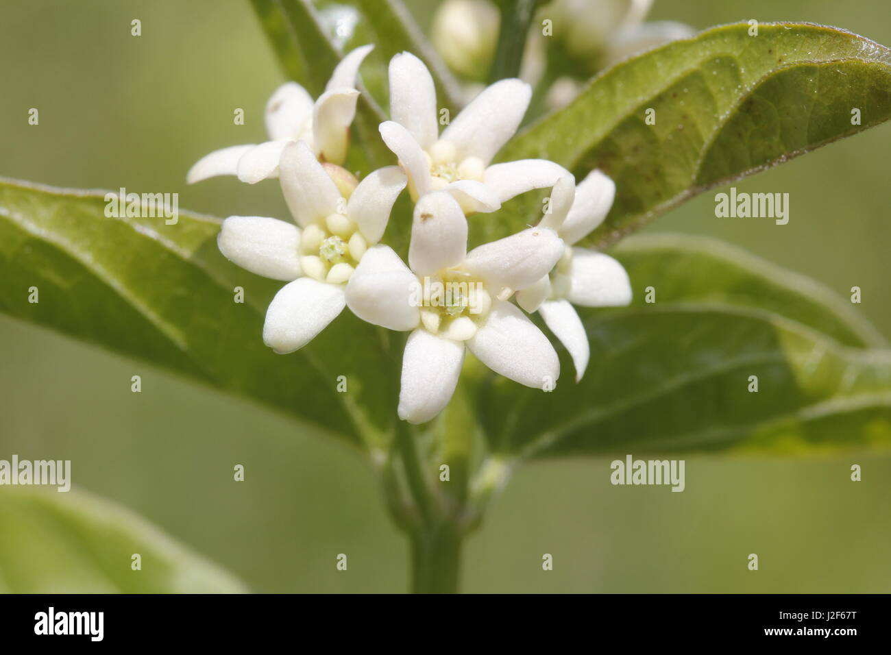 Swallow-wort is a very rare plant of alkaline grasslands Stock Photo