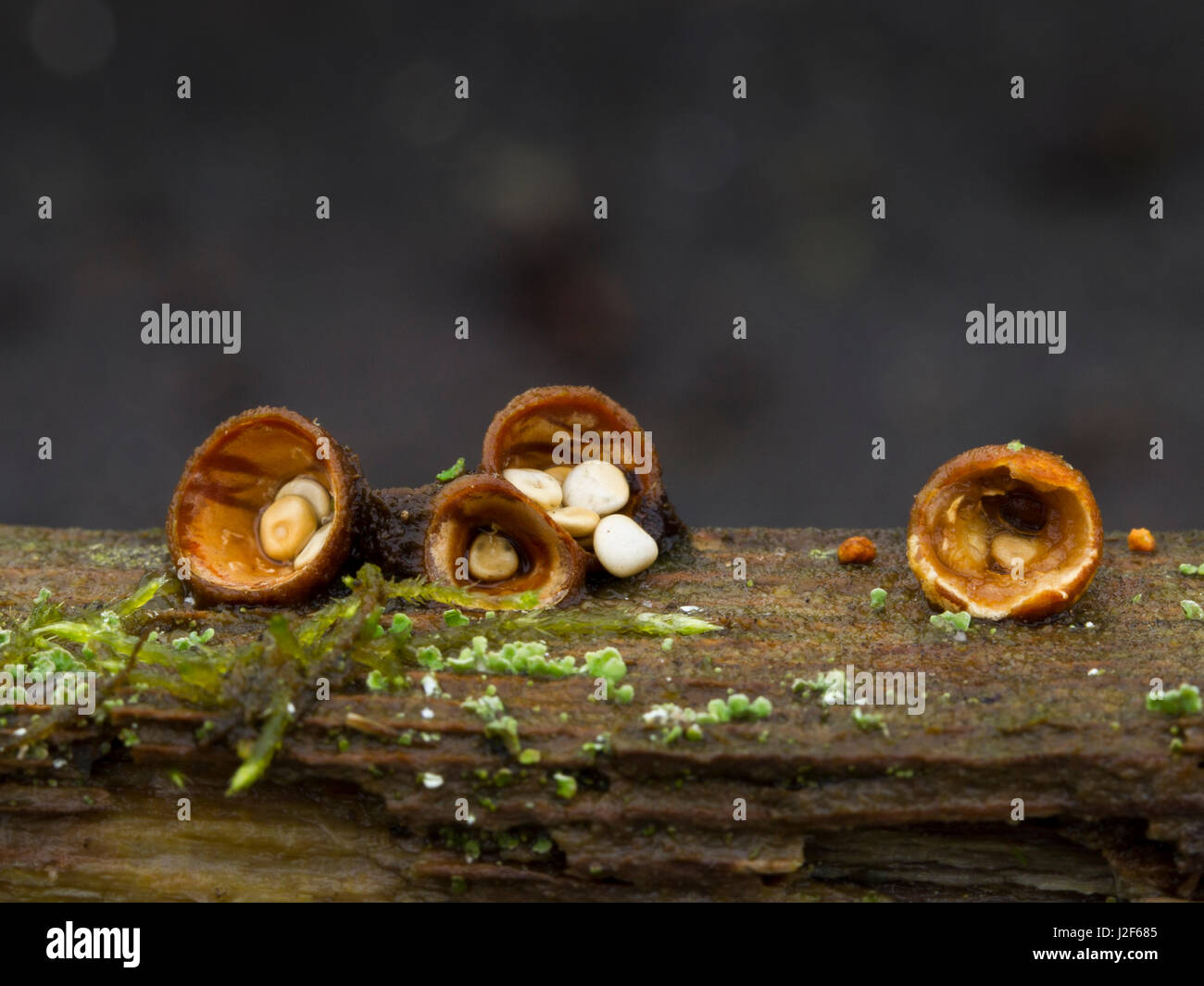 small nest fungi (Cyathus olla) in a row Stock Photo