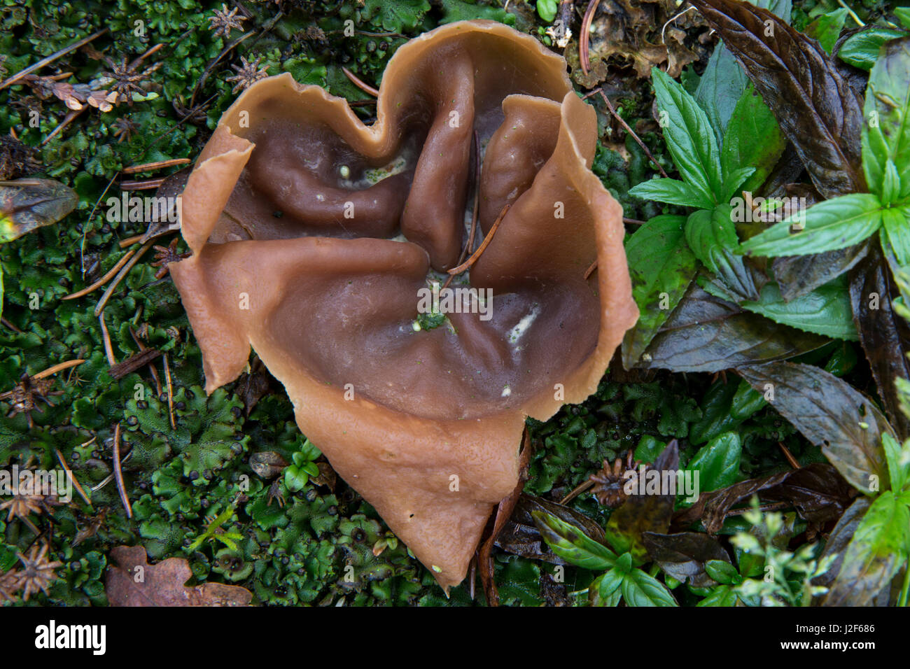 Brown bay cup mushroom (Peziza badia) Stock Photo
