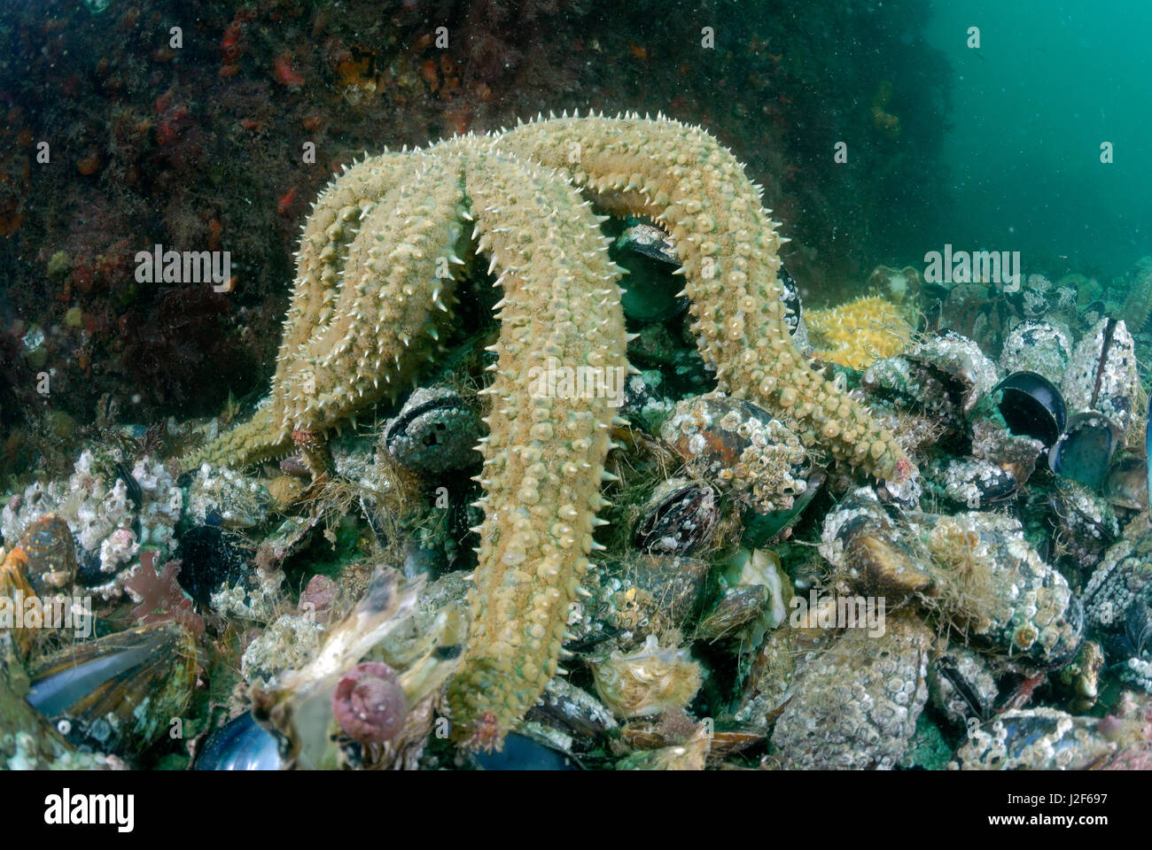 The Spiny Starfish (Marthasterias glacialis) lives in seas with ...