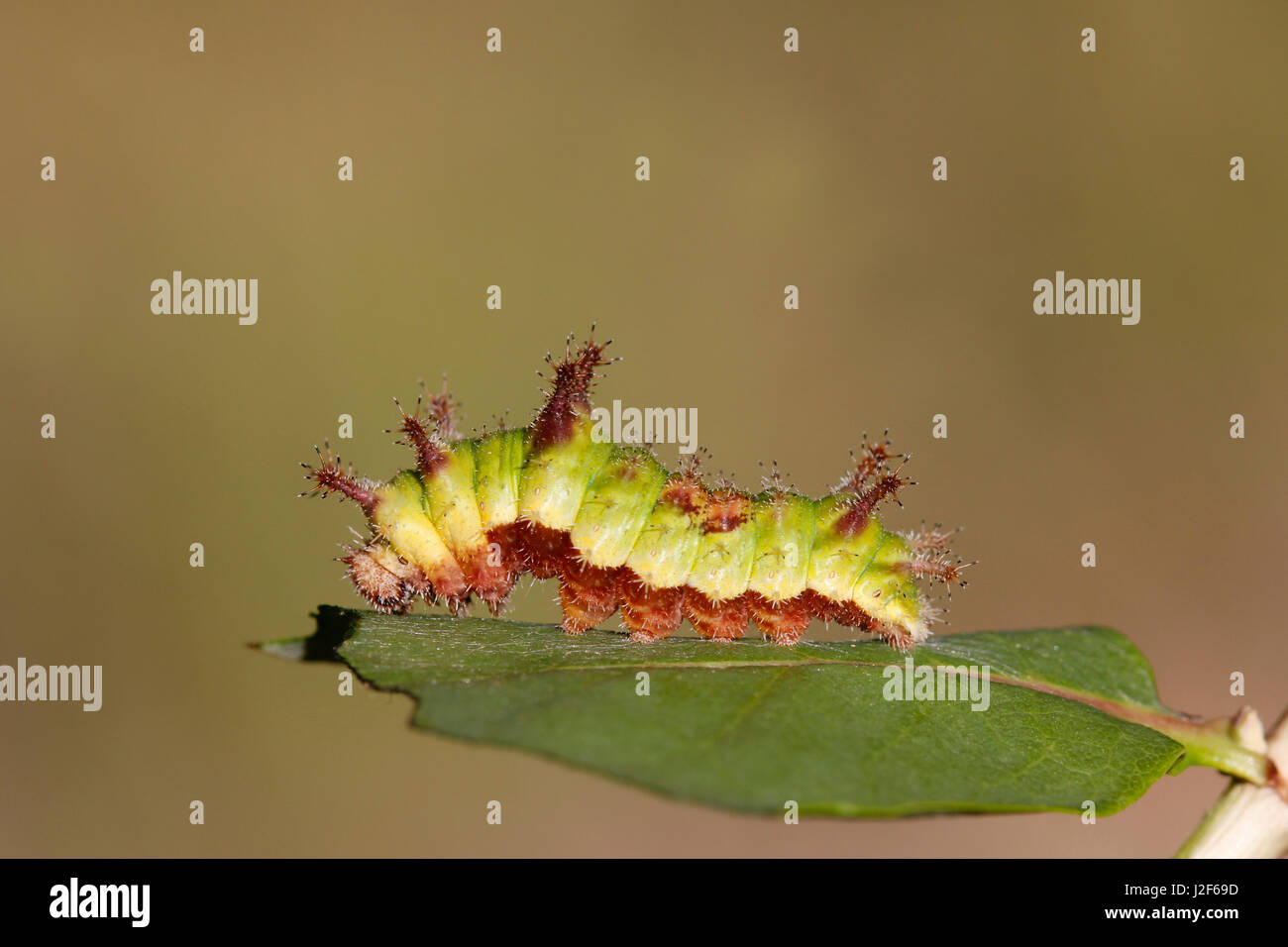 Caterpillar of the southern white admiral (Limenitis reducta) on a leaf of honeysuckle Stock Photo