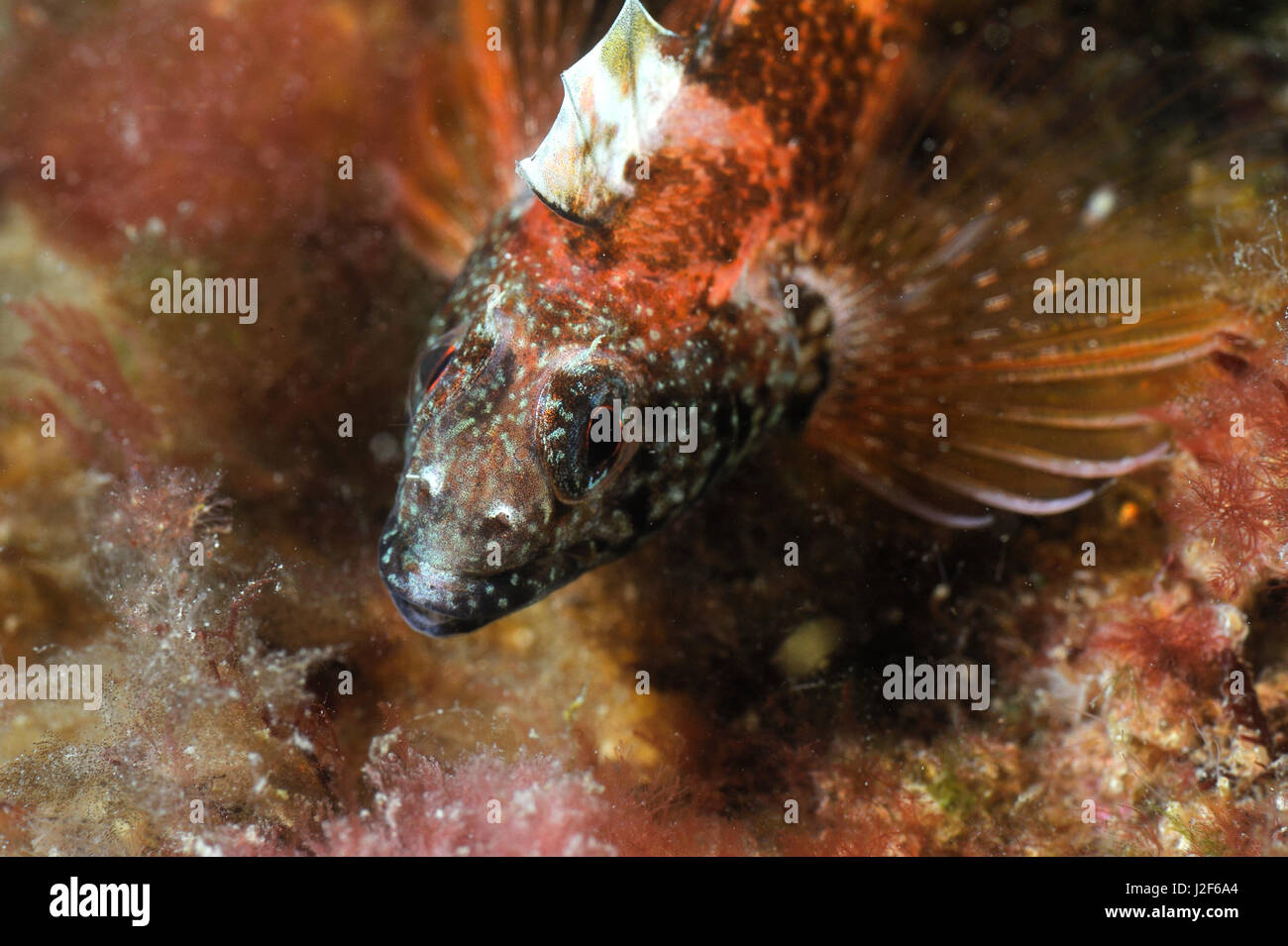 The black headed blenny lives in shallow waters of southern England to the Mediterranean sea. The male is strikingly colored. Stock Photo