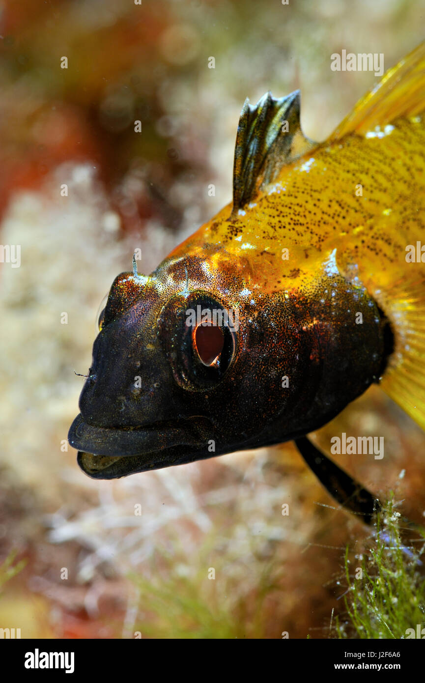 The black headed blenny lives in shallow waters from southern England to the Mediterranean sea. The male is strikingly colored. Stock Photo