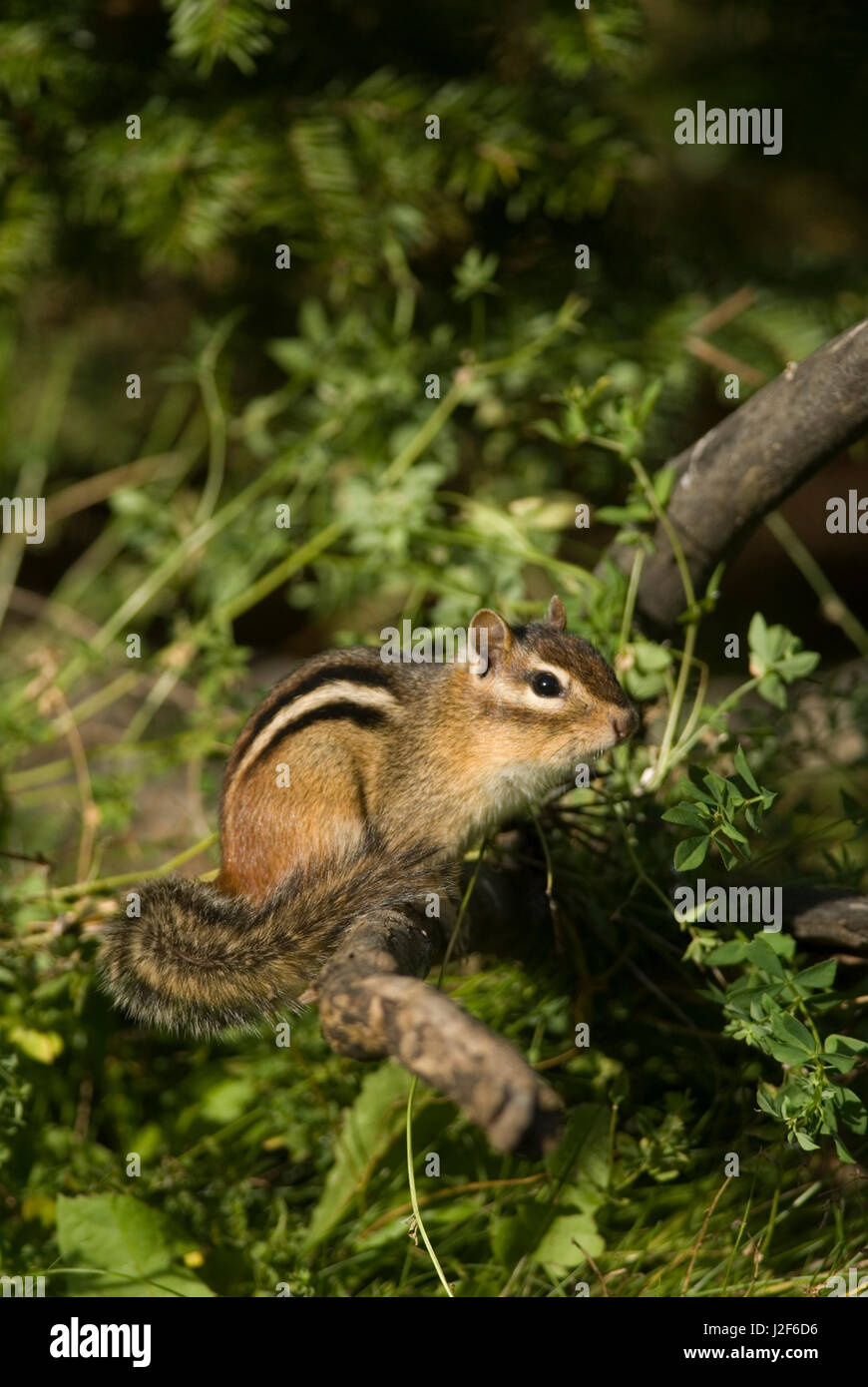 A Eastern Chipmunk (Tamias striatus) sitting on a branch. Stock Photo