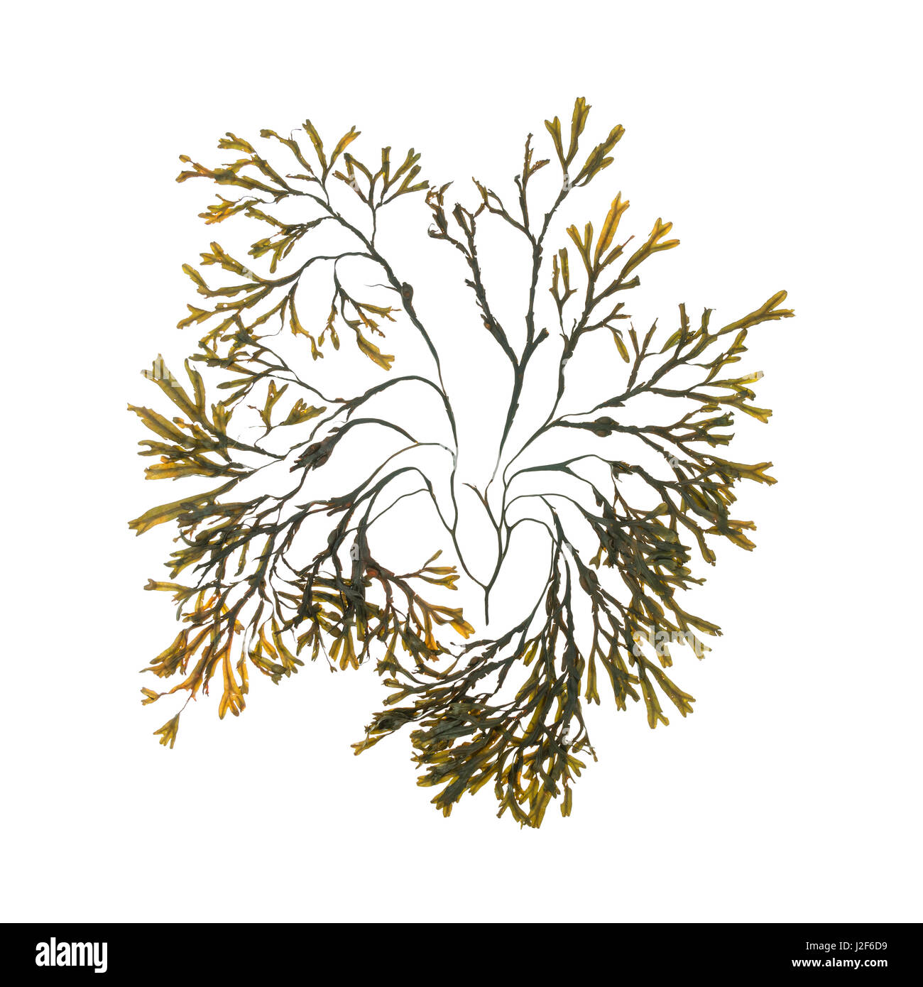 Fucus vesiculosus (Bladderwrack); Bracy Cove, Maine Stock Photo