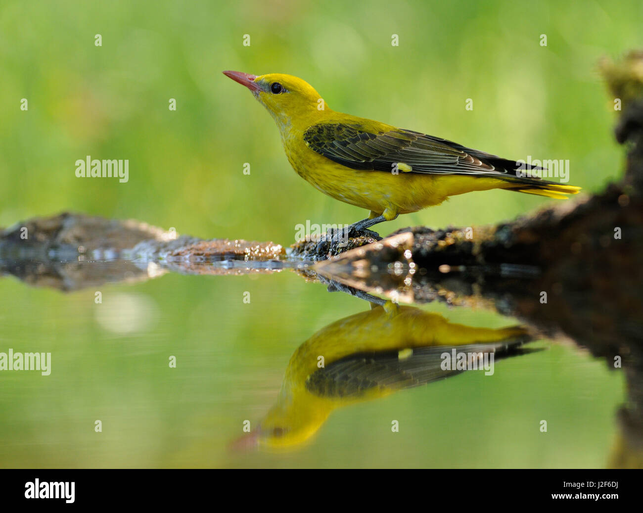 Golden oriole at watering place Stock Photo
