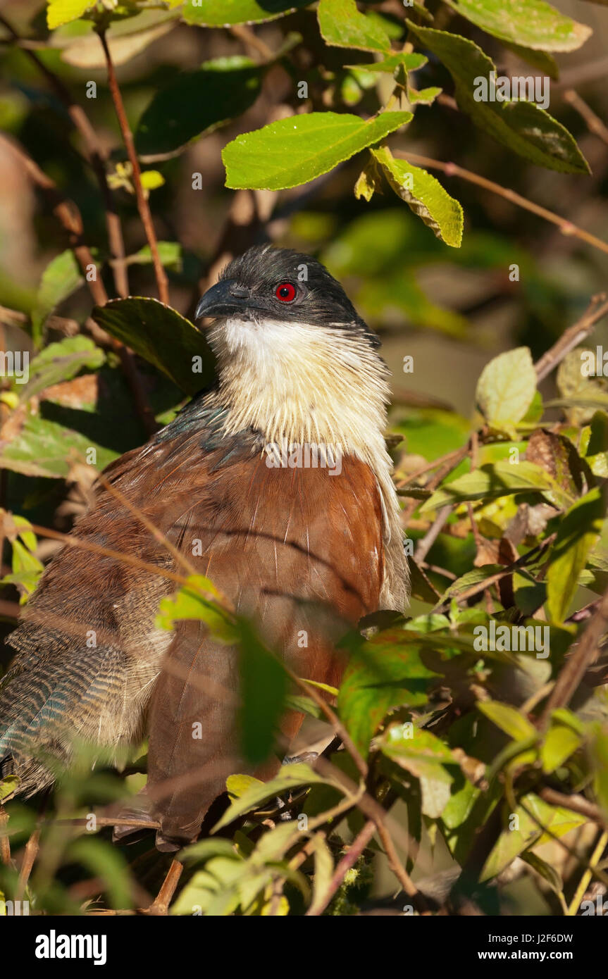 Burchell's Coucal close-up Stock Photo