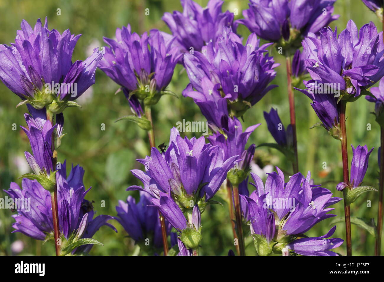 large group of the purple flowers of Clustered Bellflower Stock Photo