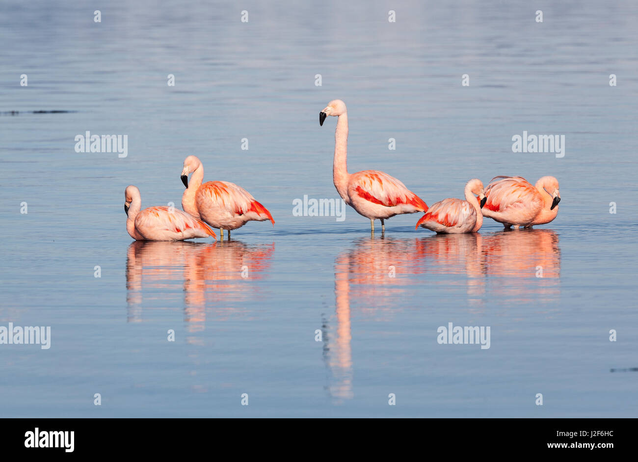 Group of Chilean Flamingo's standing in sea Stock Photo
