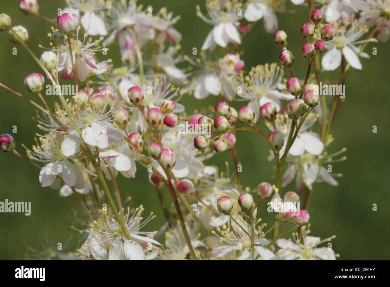 close-up of the pink with white coloured flowers of dropwort Stock Photo