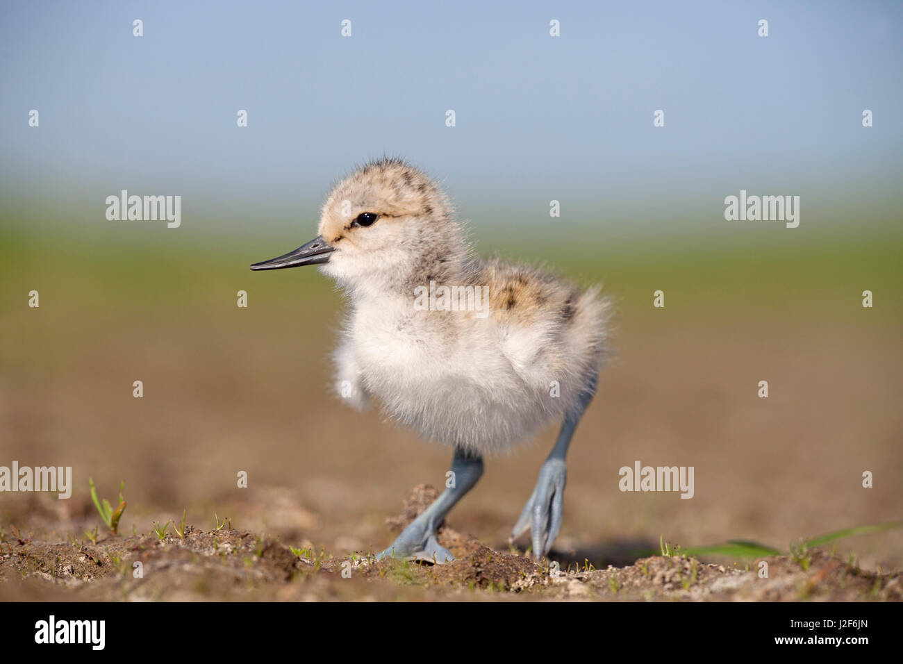 Photo of a young avocet chick on a dry shore Stock Photo