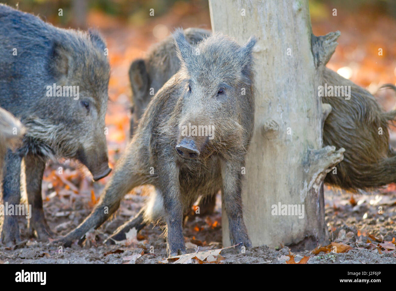 Wild boar scratching a tree Stock Photo