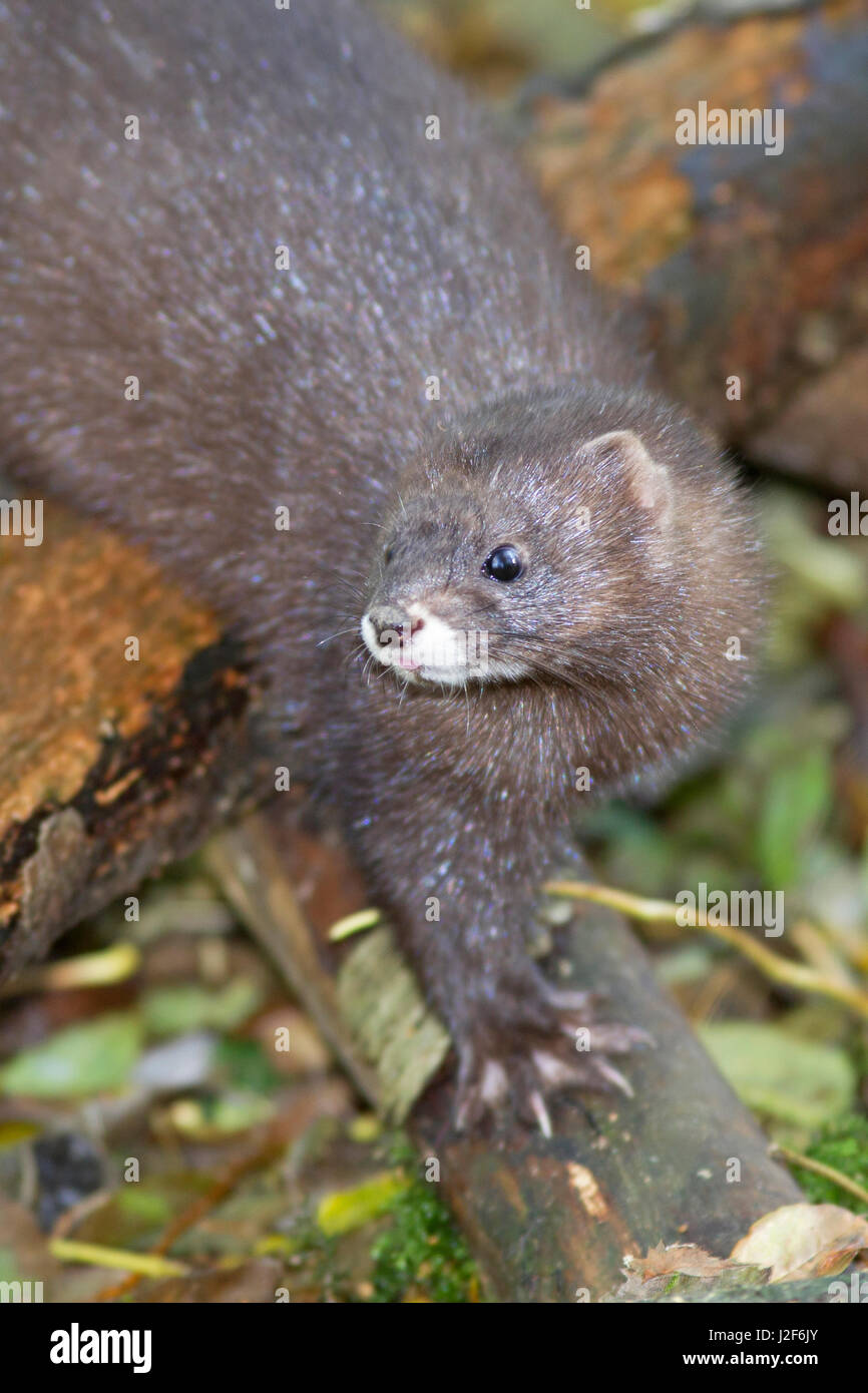 photo of a European mink in a swamp Stock Photo