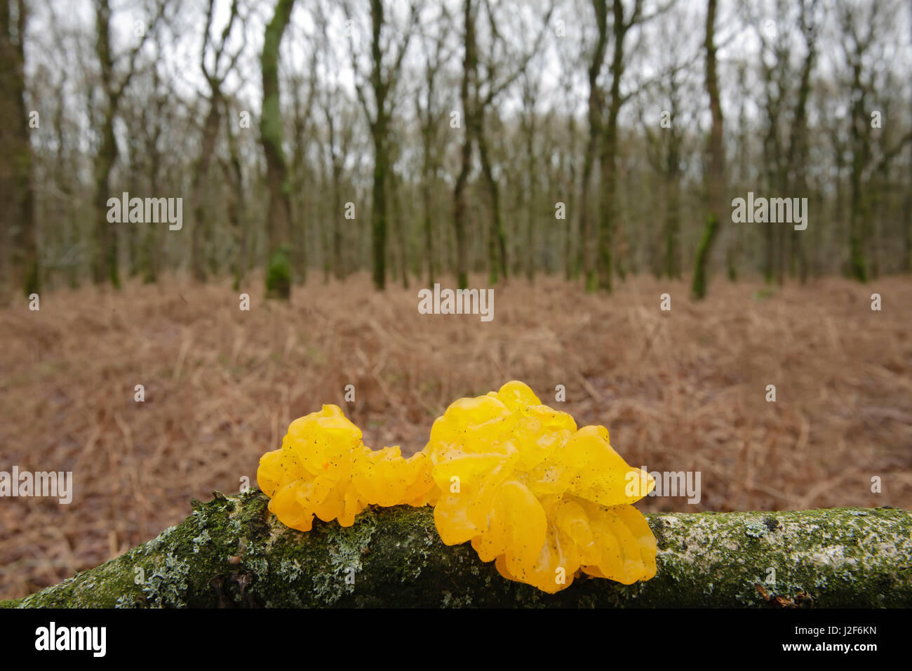 yellow brain on a branch in winter wood Stock Photo