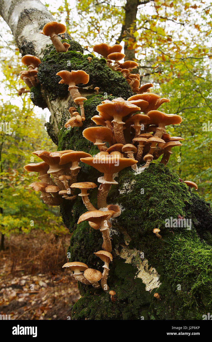 group of dark fungus on a green tree Stock Photo - Alamy