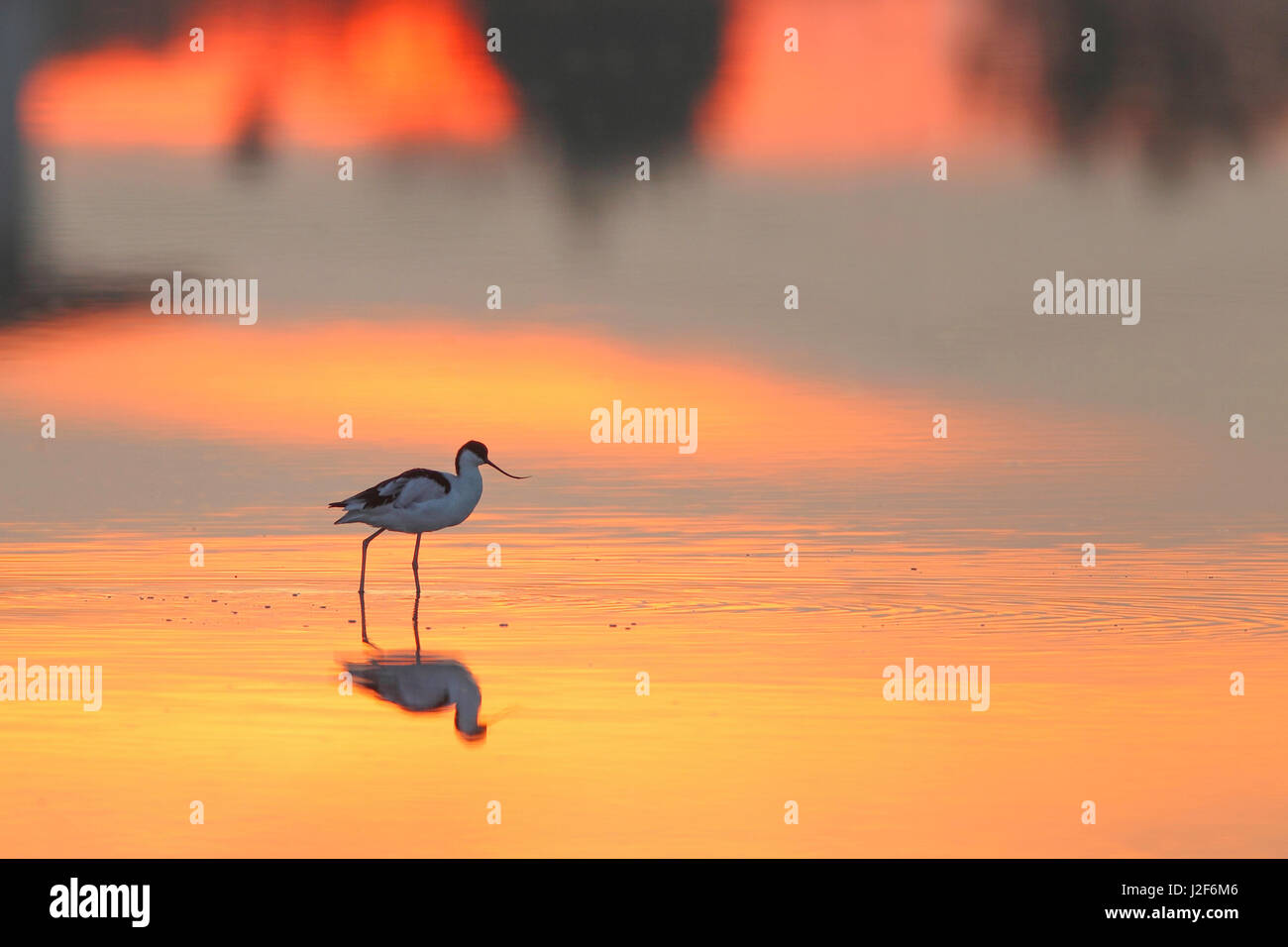 Pied Avocet just awoke while the sun comes up Stock Photo