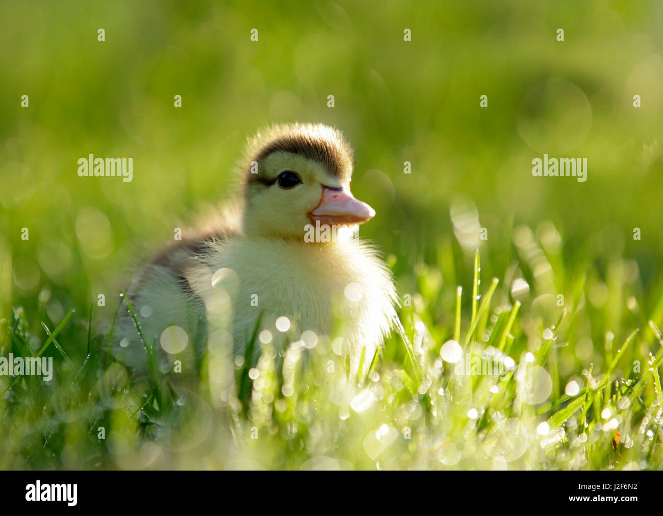 duckling in green Stock Photo