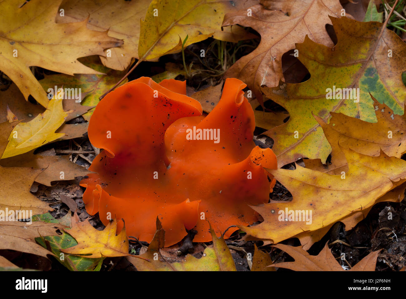 Orange Peel Fungus, Aleuria aurantia Stock Photo