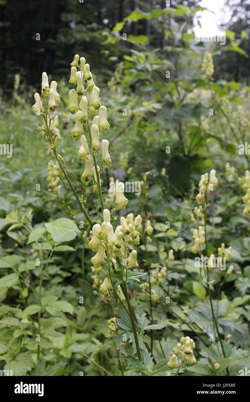 wolfsbane is a very poisonous plant Stock Photo