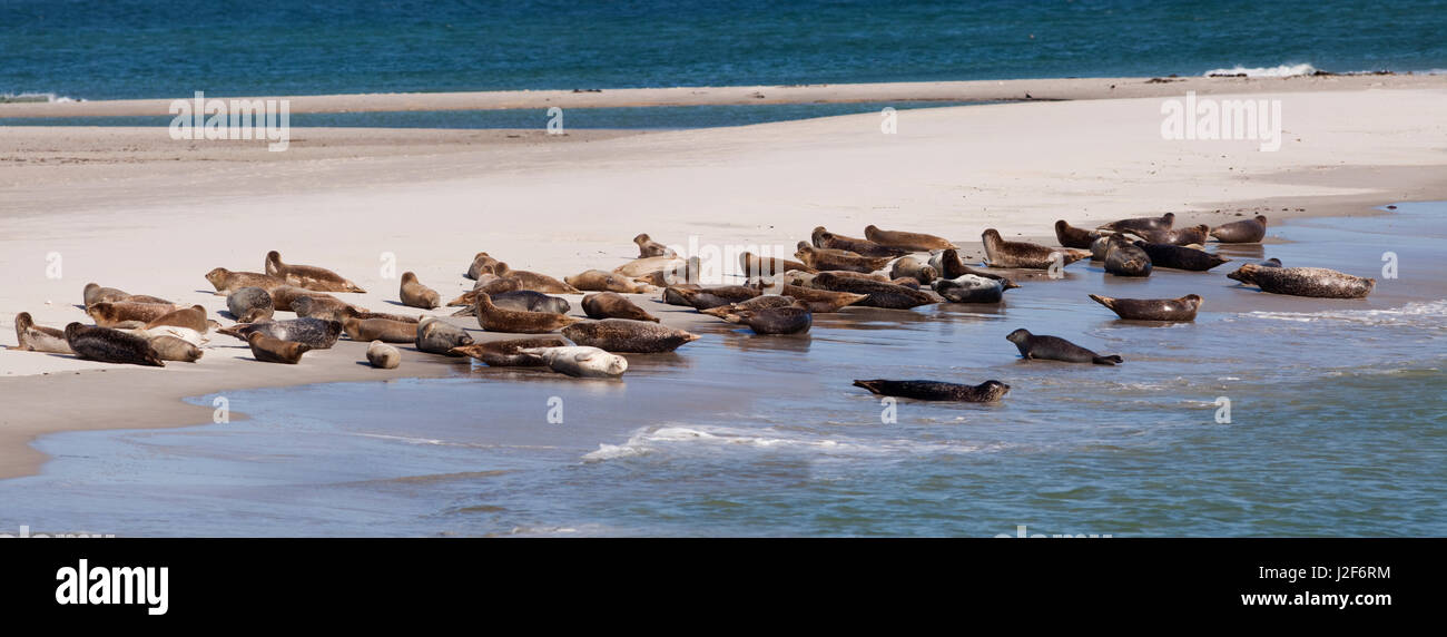 Grey Seals resting on the beach of the isle of DÃ¼ne Stock Photo