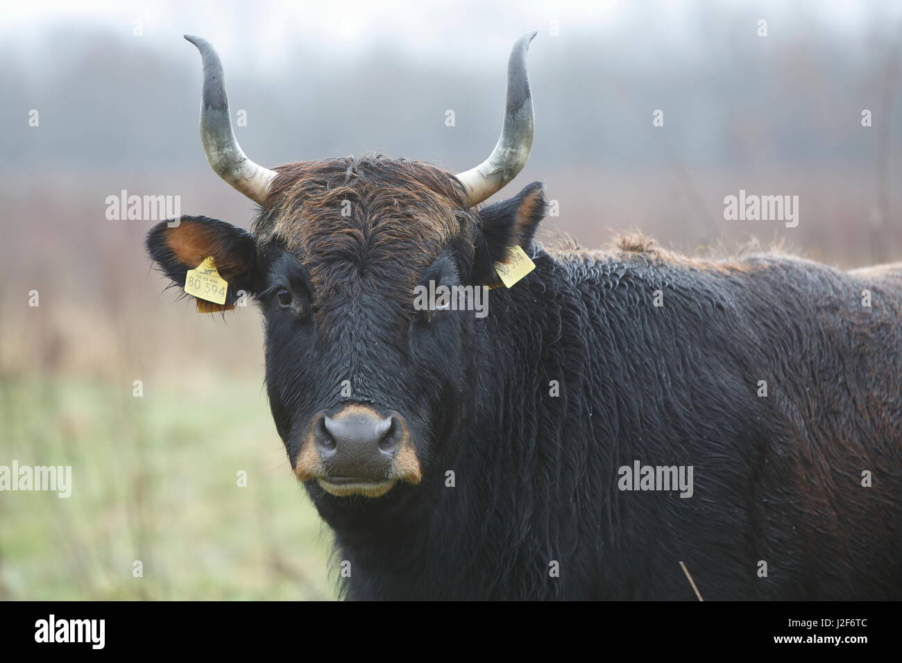 portrait heck cattle (bos domesticus) Stock Photo