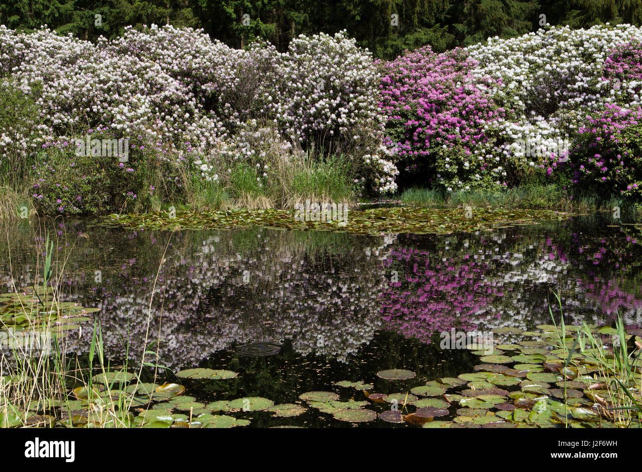 rhododendrons in bloom around a pond in the forest Stock Photo
