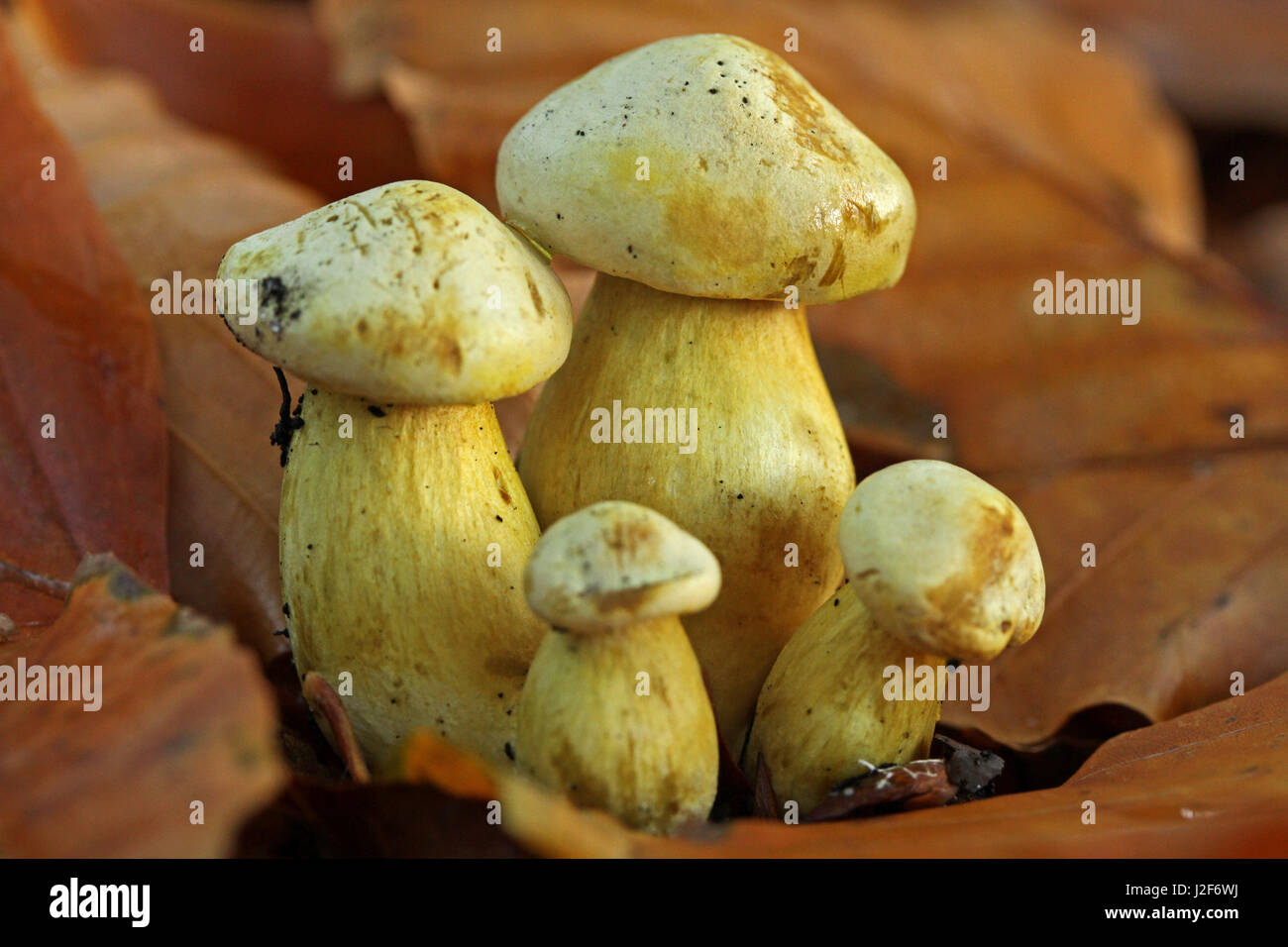 Four young specimens of the Sulfur Knight on the ground between fallen leaves of beech Stock Photo