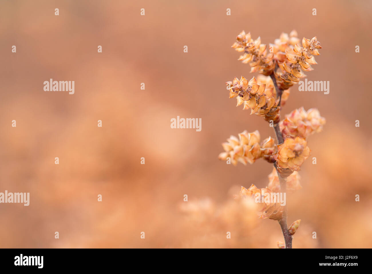 Close-up of flowering bog myrtle Stock Photo