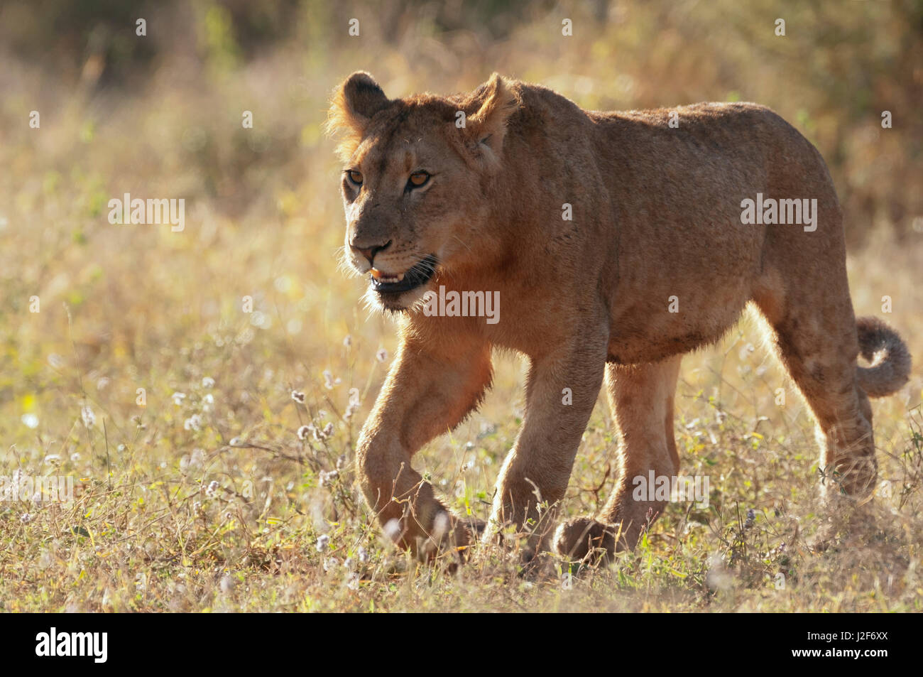 Lioness in the Kruger Park Stock Photo