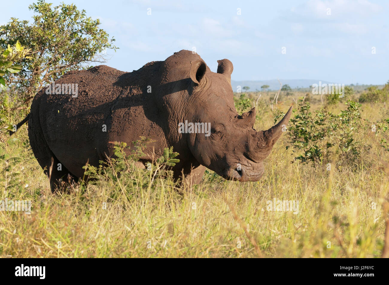 White Rhinoceros in the Kruger Park, South Africa Stock Photo