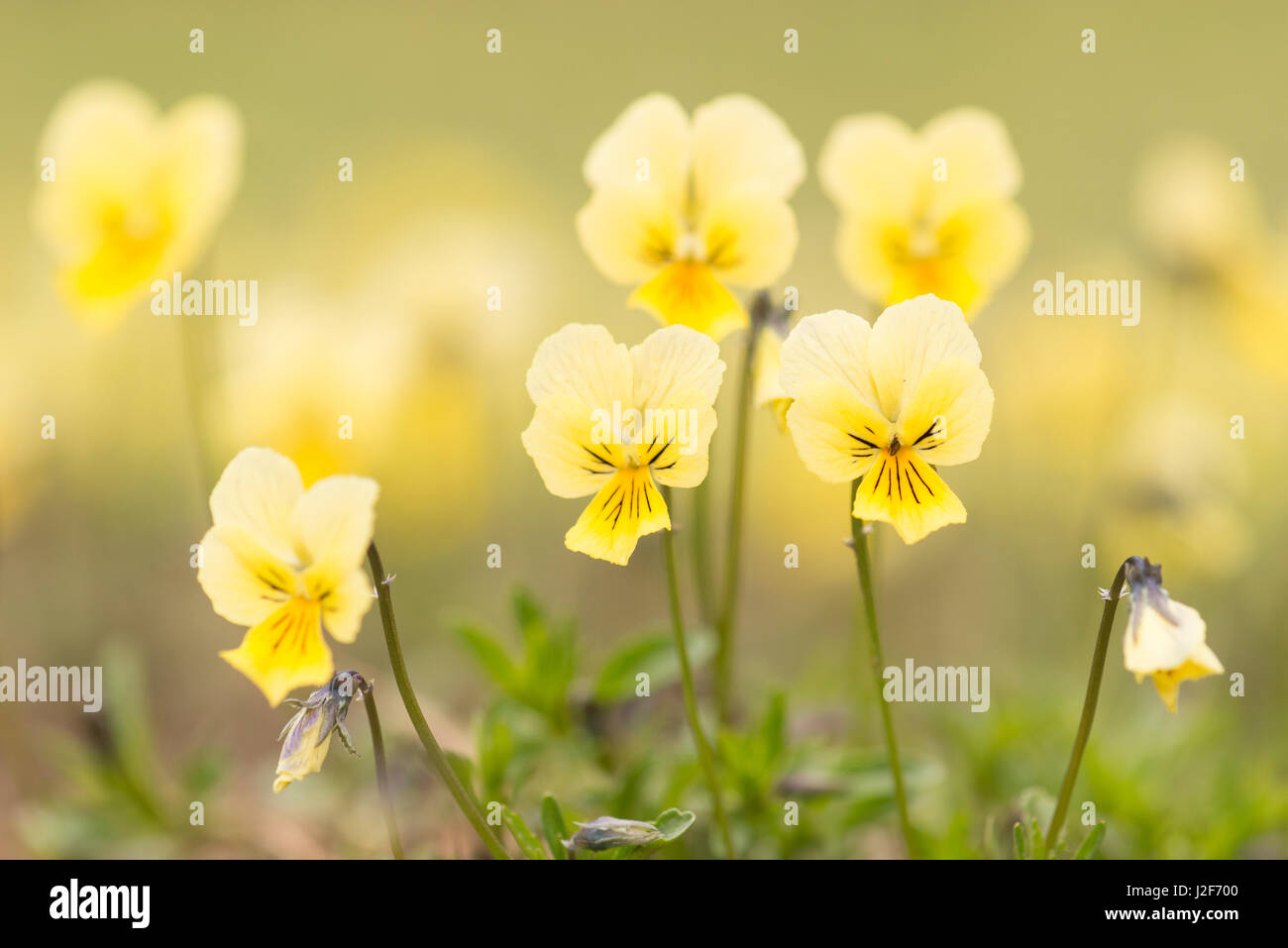 Zinc violet viola calaminaria hires stock photography and images Alamy
