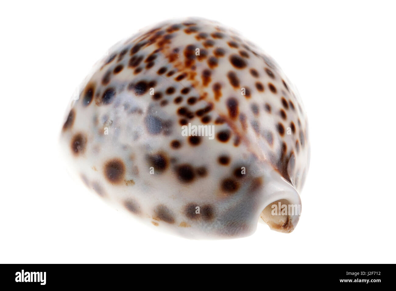 tiger cowrie isolated against a white background Stock Photo