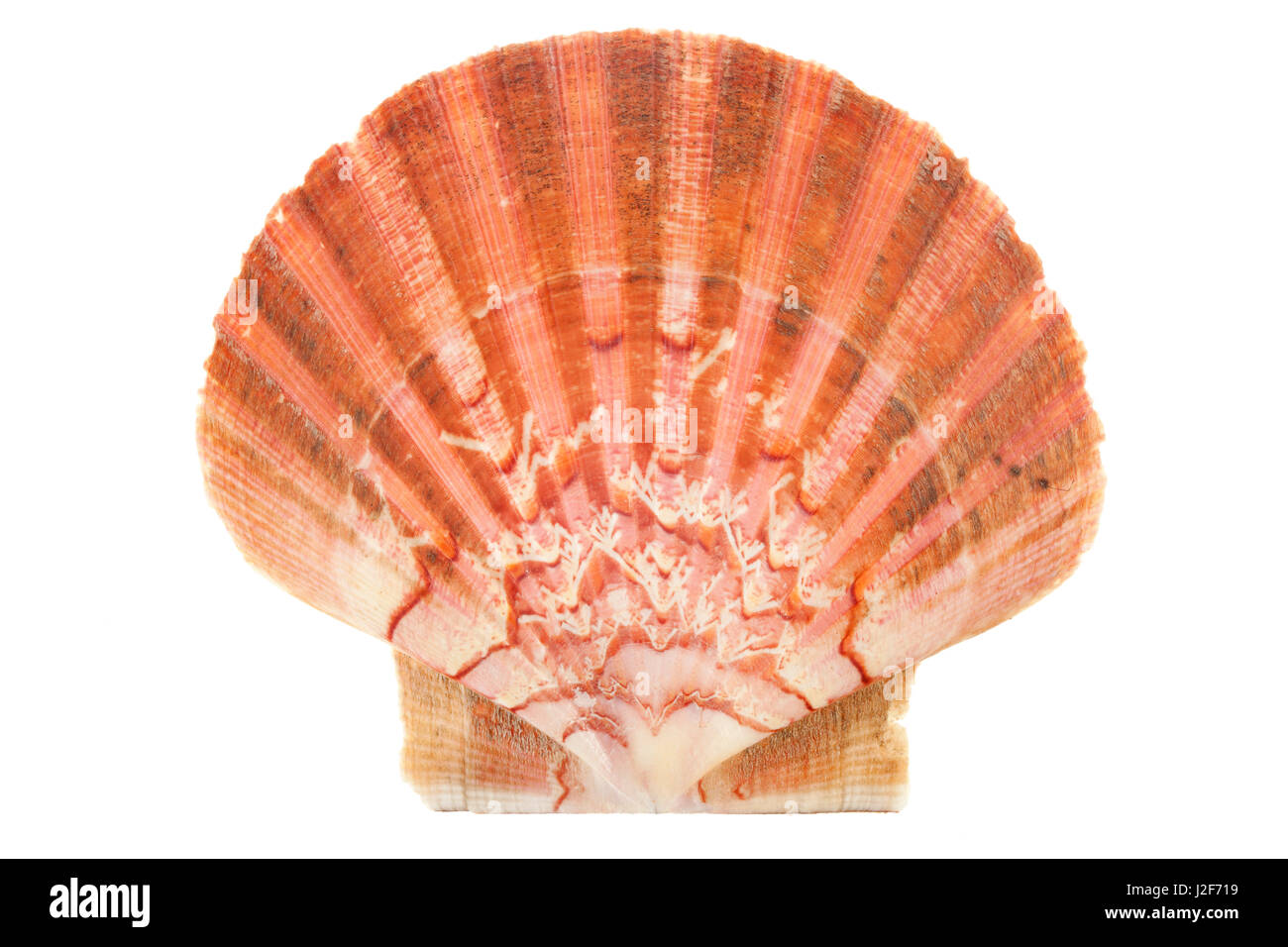 great scallop shell isolated against a white background Stock Photo