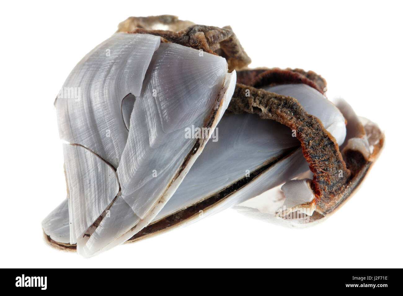 Goose barnacles isolated against a white background Stock Photo