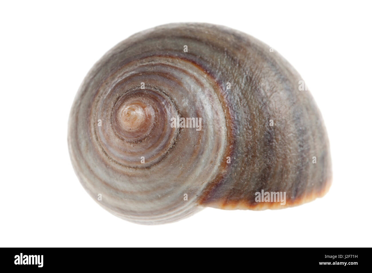 Common periwinkle isolated against a white background Stock Photo