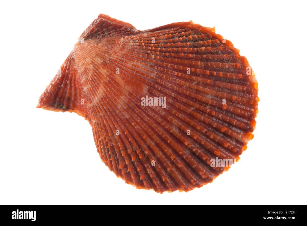 Variegated Scallop isolated against a white background Stock Photo
