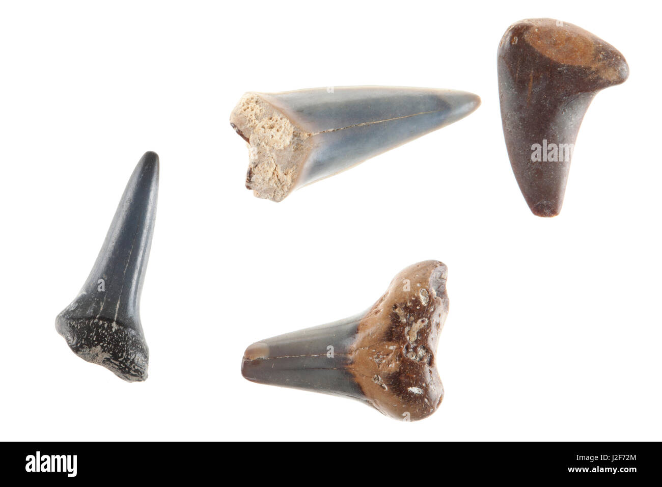 Fossil shark teeth against a white background Stock Photo